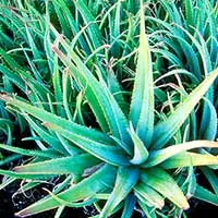 Aloe Vera soothes the digestive tract
